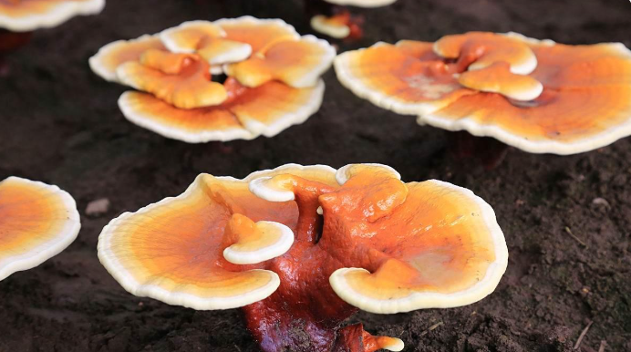 Ganoderma Products Market Report: The Global Revenue Scale of Ganoderma Products Was Approximately 41.44 Billion Yuan in 2024